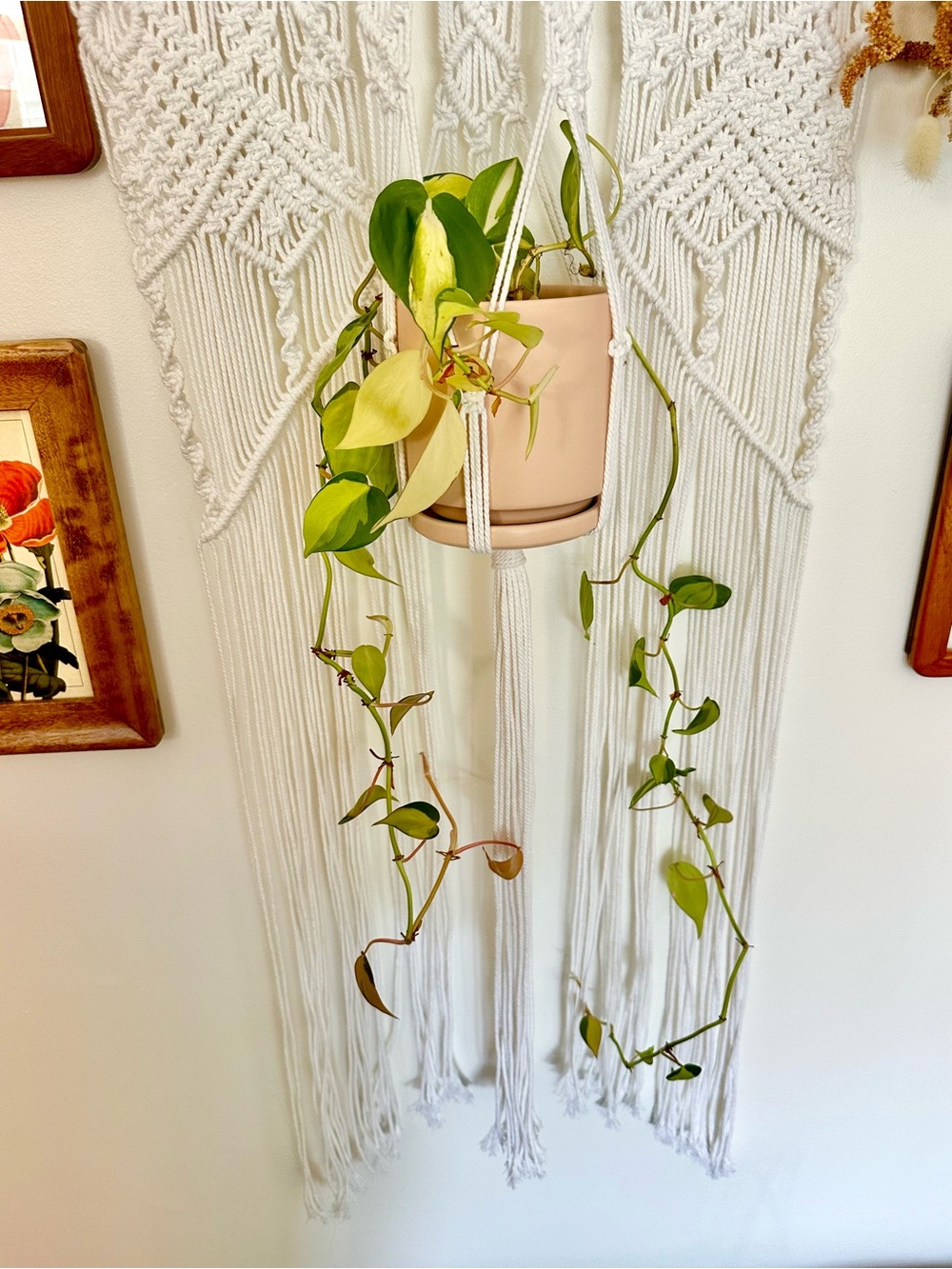 Hand Crafted Cream Macramé Hanging Plant Holder - Picture 5 of 5